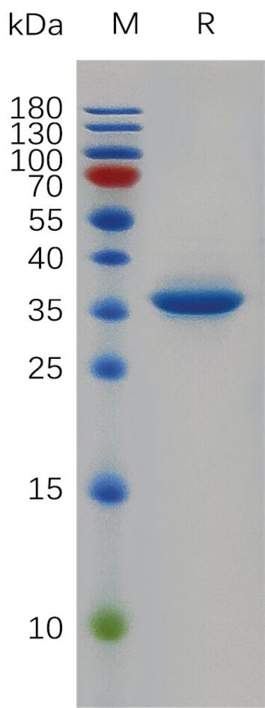3EPY.2, Antibodies.Com