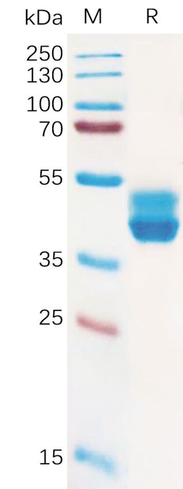 3ET0.1, Antibodies.Com