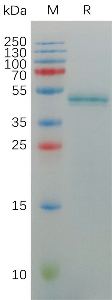 3ET1.1, Antibodies.Com