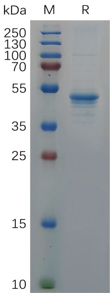 3ET2.1, Antibodies.Com