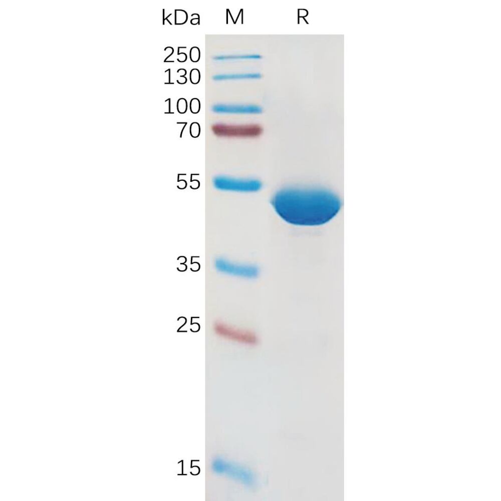3ET3.2, Antibodies.Com