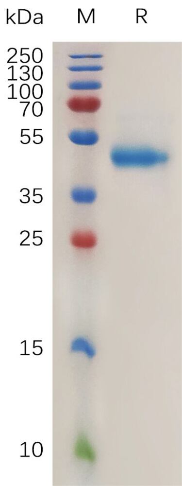 3ET4.1, Antibodies.Com