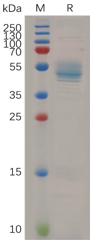 3ET5.2, Antibodies.Com