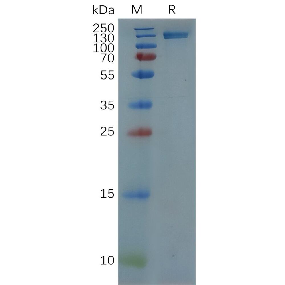 3ET6.2, Antibodies.Com