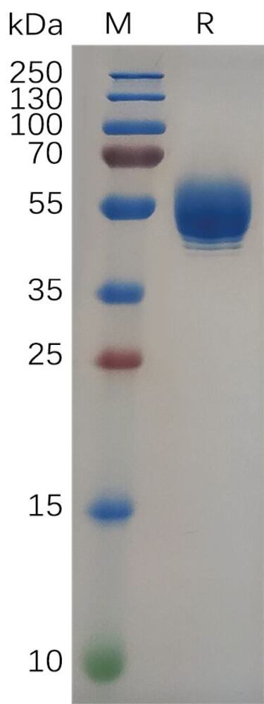 3ET7.2, Antibodies.Com