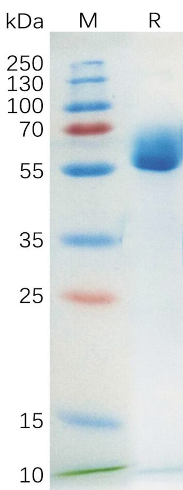 3ET8.1, Antibodies.Com