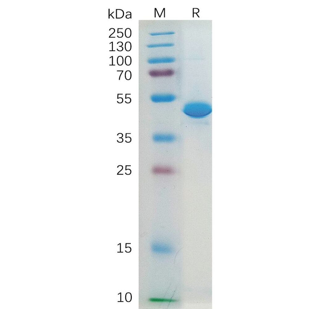 3ET9.1, Antibodies.Com