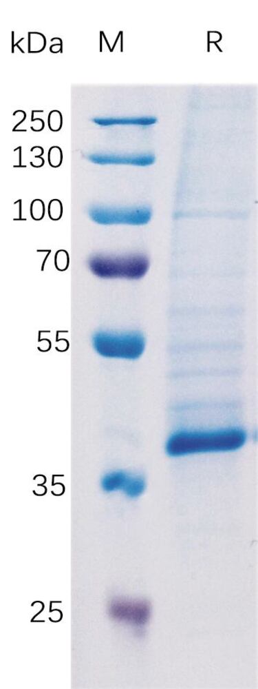 3ETA.1, Antibodies.Com