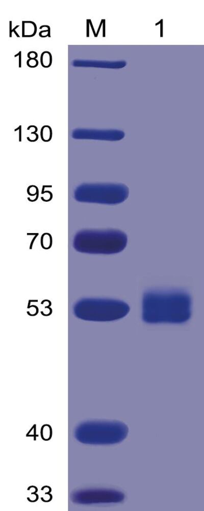 3ETC.1, Antibodies.Com