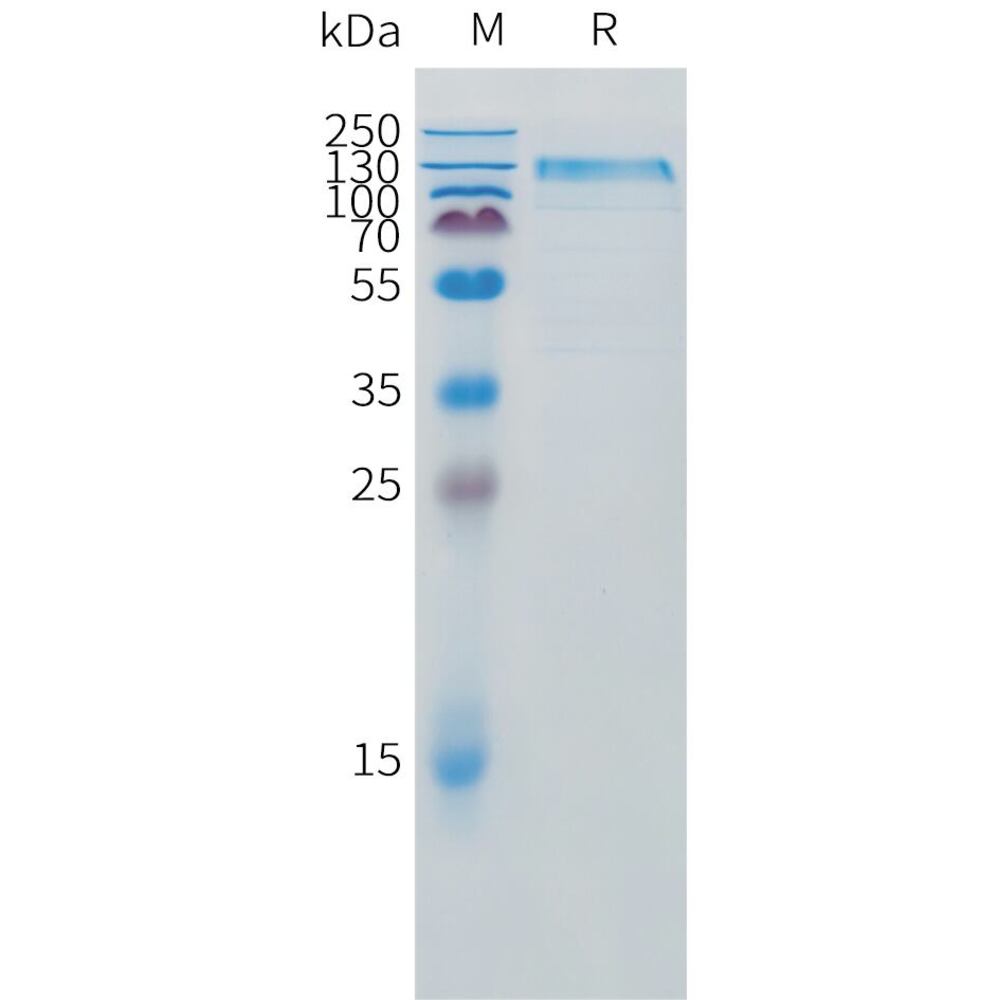 3ETE.2, Antibodies.Com