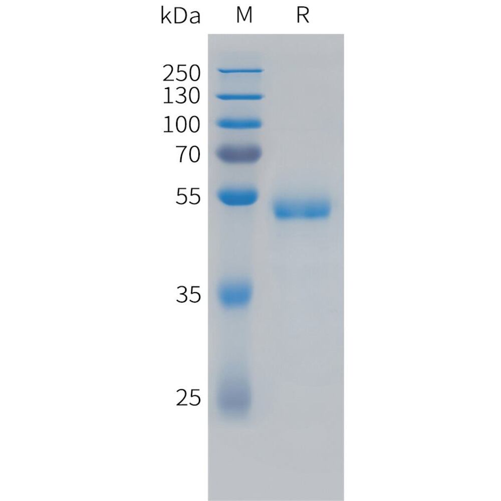3ETH.2, Antibodies.Com