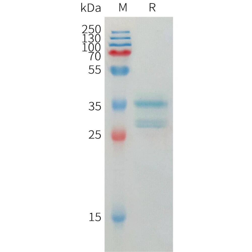 3ETK.1, Antibodies.Com