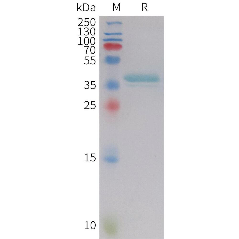 3ETL.1, Antibodies.Com