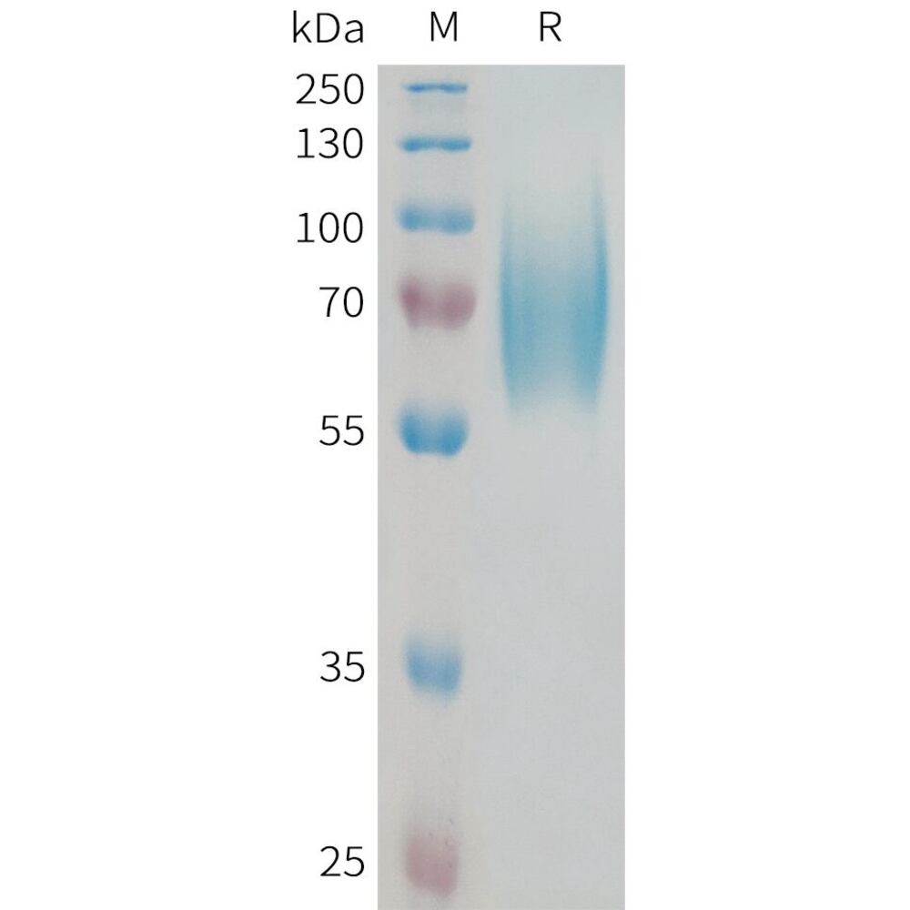 3ETN.2, Antibodies.Com