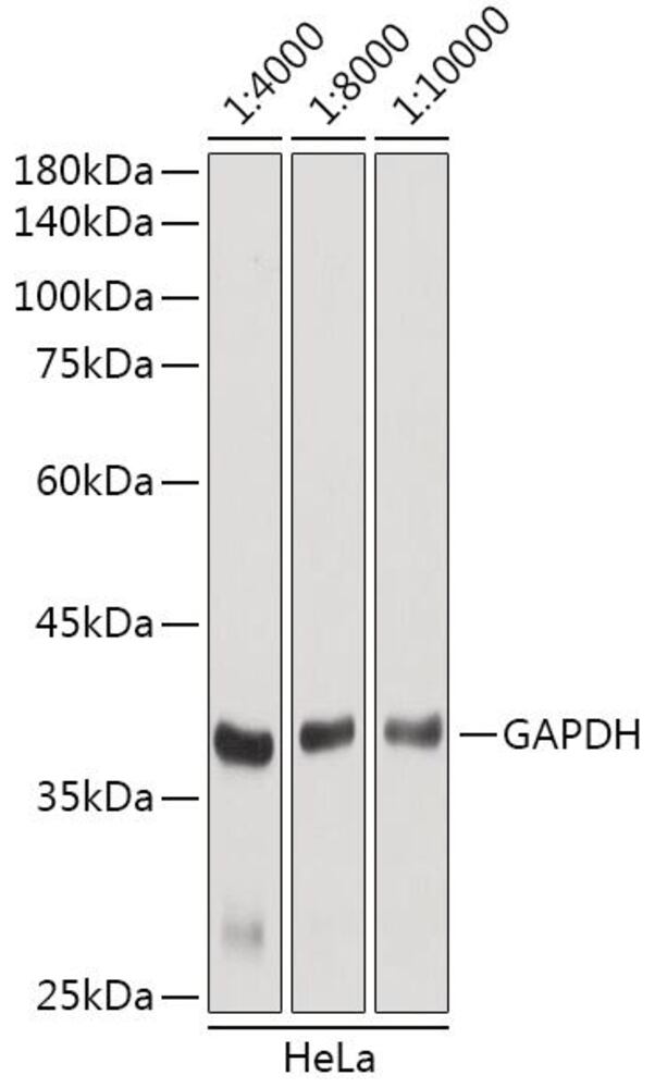 3ETP.1, Antibodies.Com