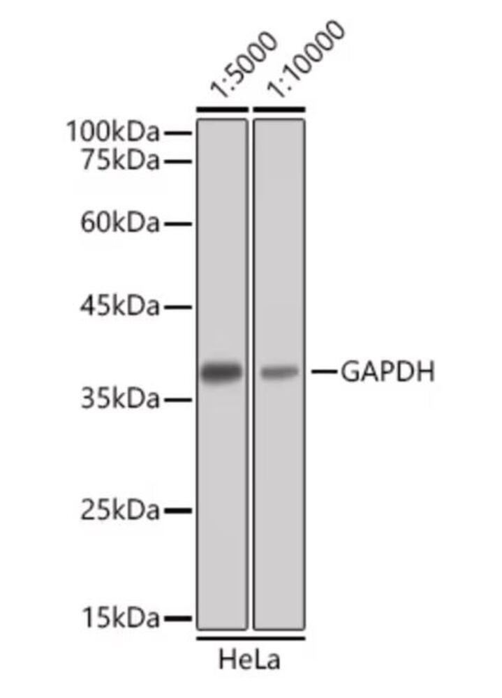 3KY5.1, Antibodies.Com