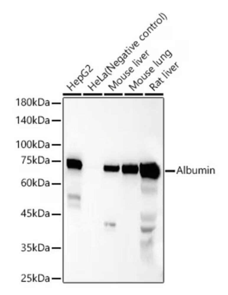3KY6.1, Antibodies.Com
