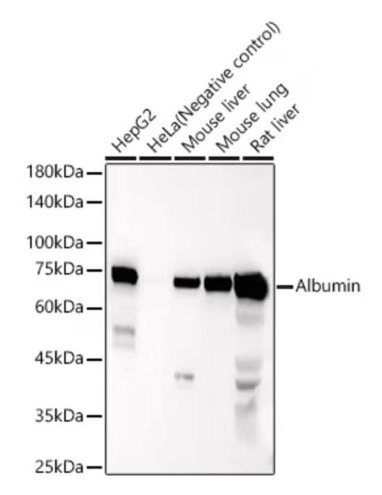 3KY6.1, Antibodies.Com