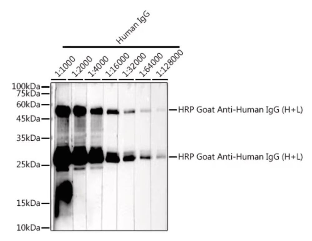 3KY7.1, Antibodies.Com
