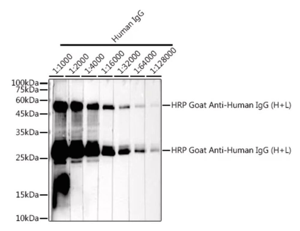 3KY7.1, Antibodies.Com