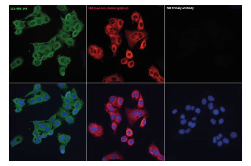 3KY8.1, Antibodies.Com