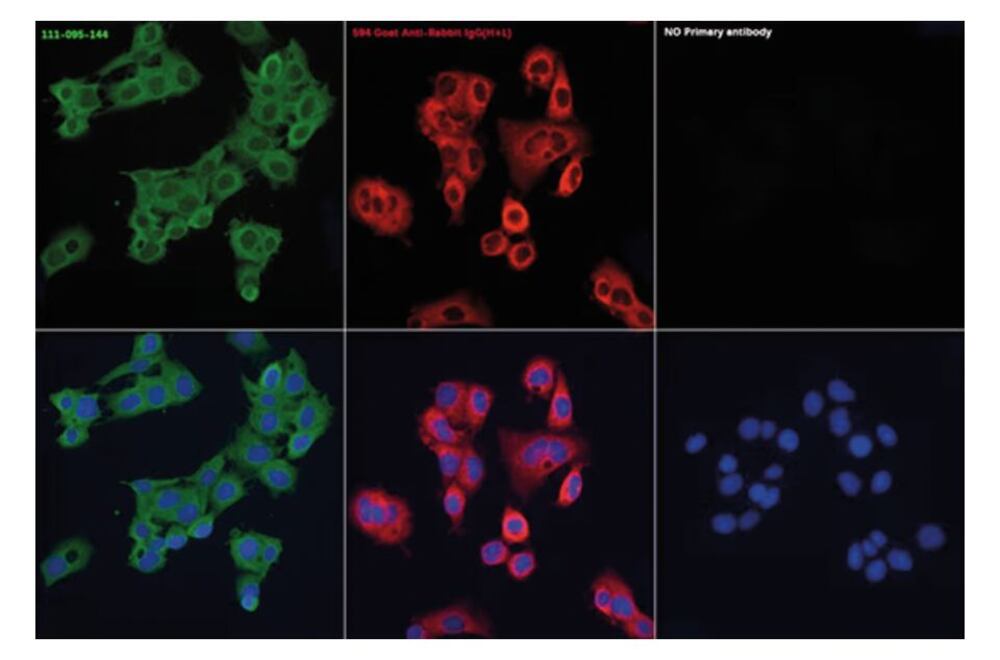 3KY8.1, Antibodies.Com
