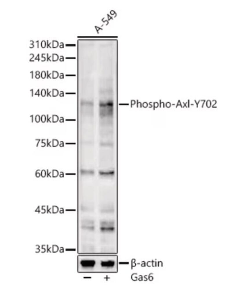 3KY9.1, Antibodies.Com
