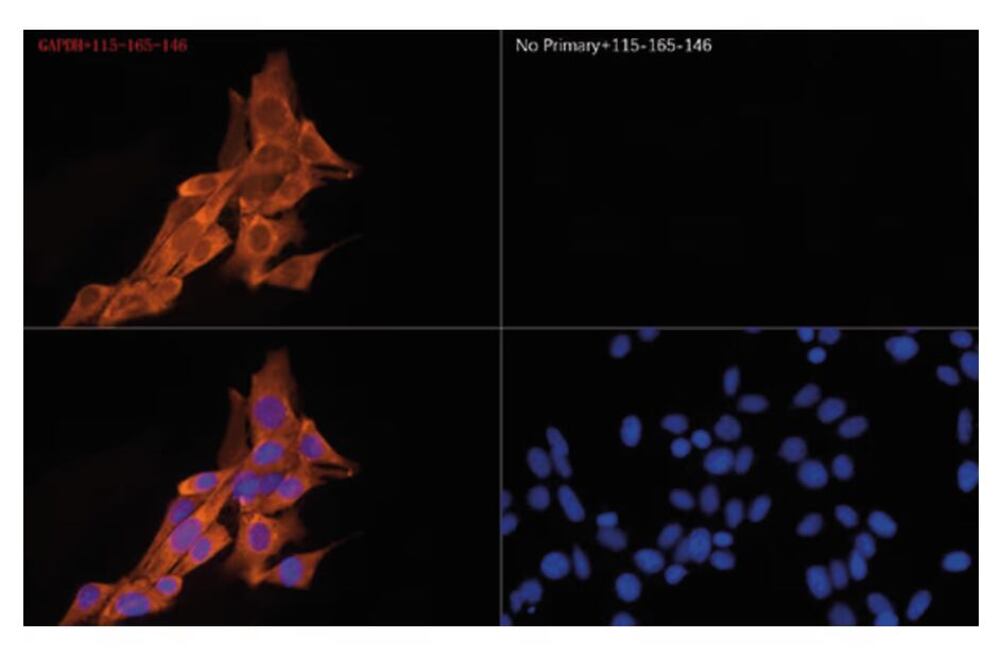 Secondary Antibodies