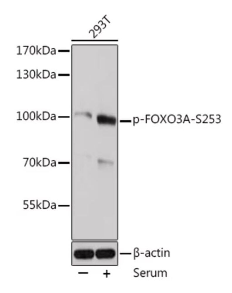 Secondary Antibodies