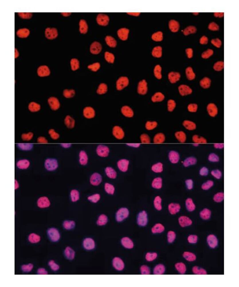3KYK.1, Antibodies.Com