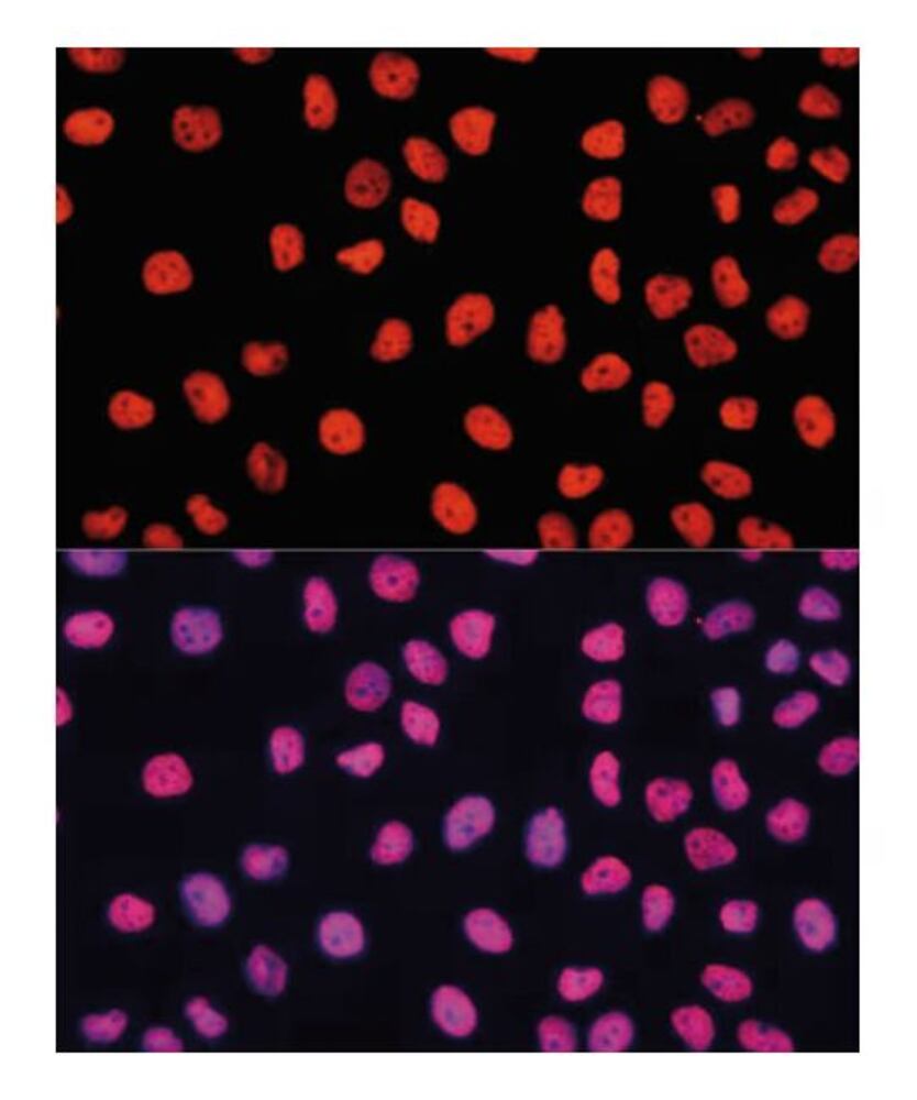 3KYK.1, Antibodies.Com