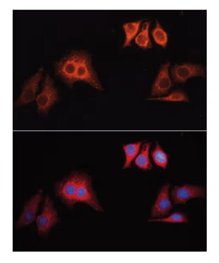 3KYL.1, Antibodies.Com