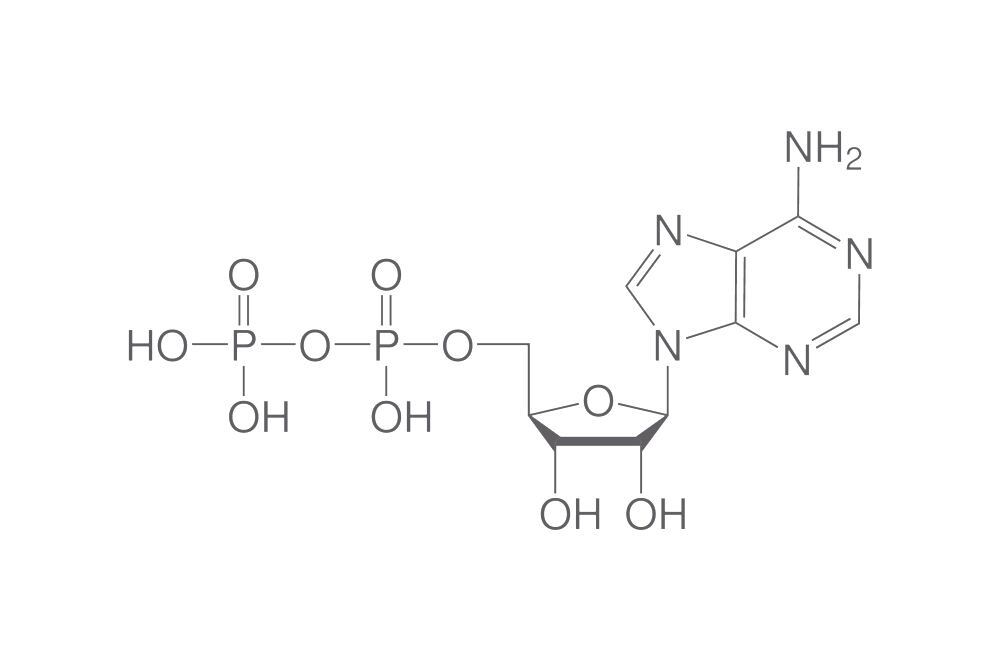Coenzymes