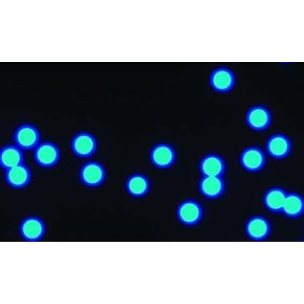 77006-5ML-F, Merck