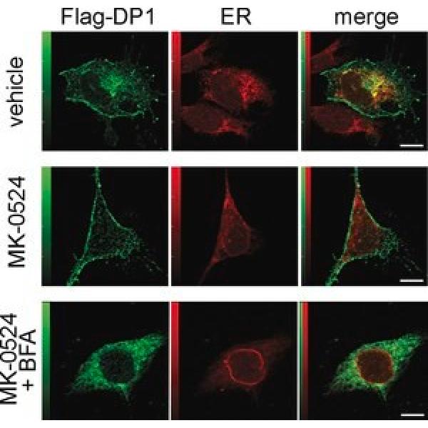 A3562-.25ML, Omnilab