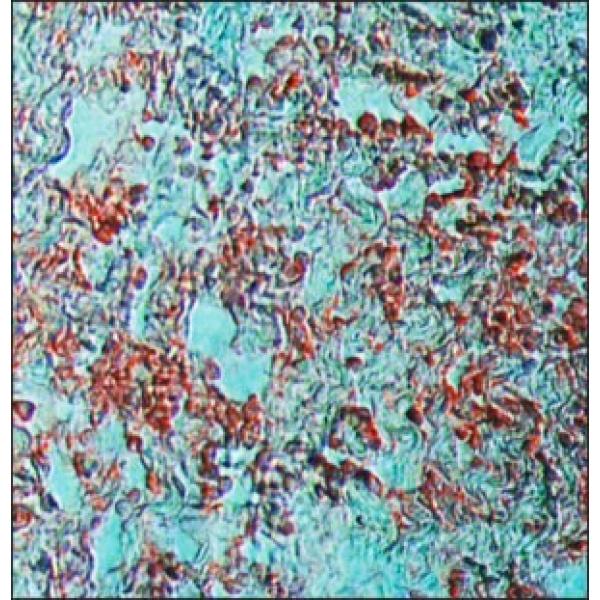 A4187-.25ML, Omnilab