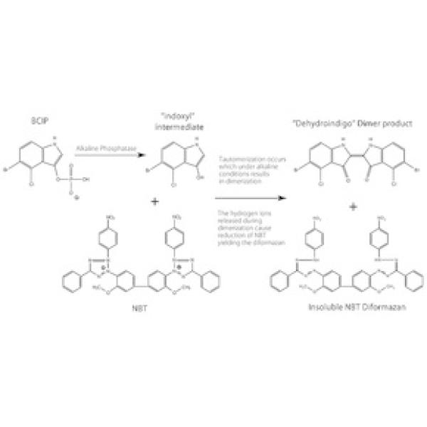 B1911-100ML, Omnilab