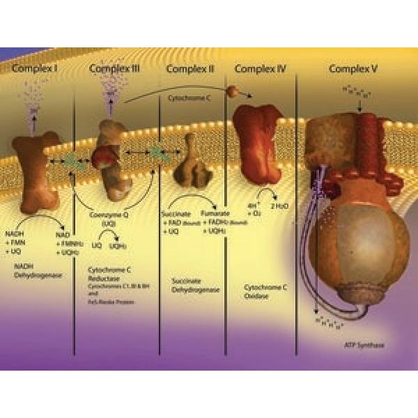 C3131-250MG, Omnilab