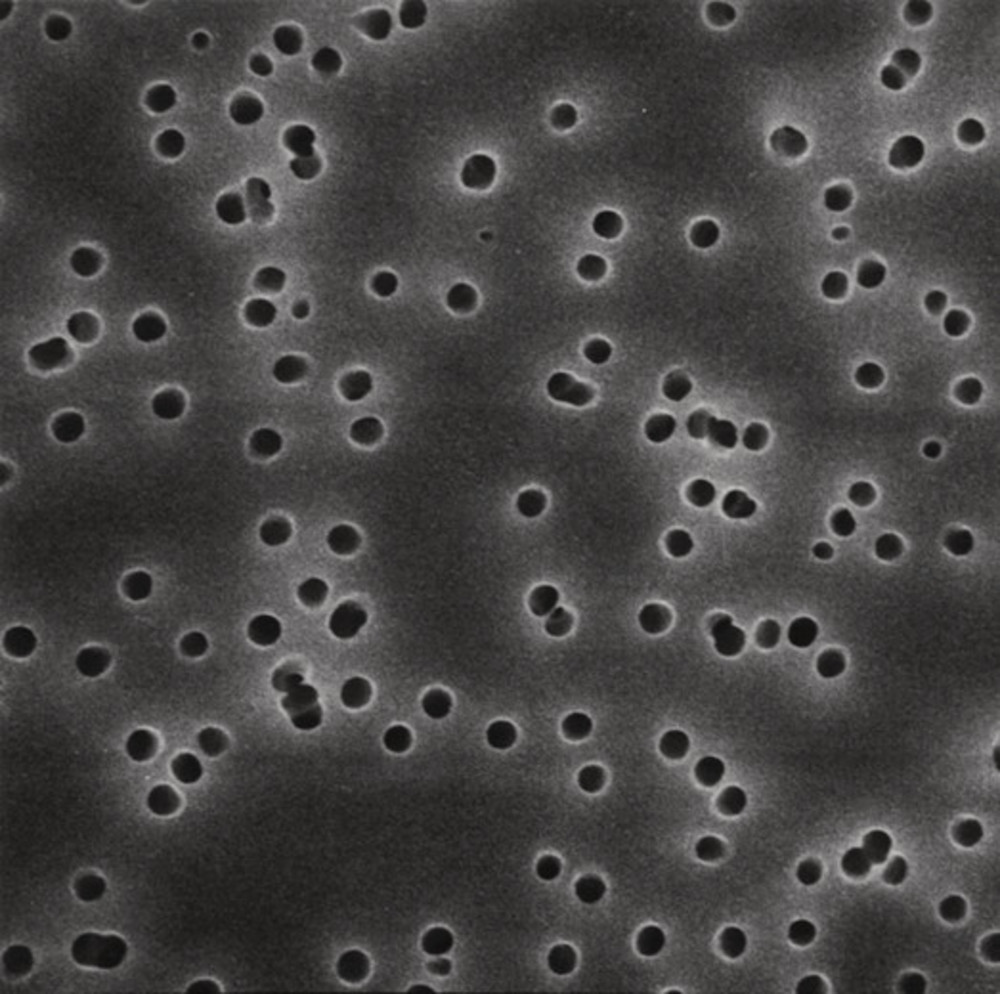 CY34.1, Merck Millipore