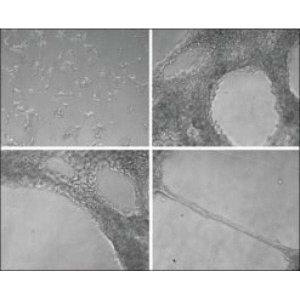 E1270-5X10ML, Omnilab