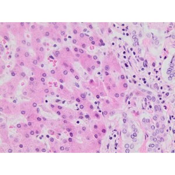 HT110232-1L, Omnilab