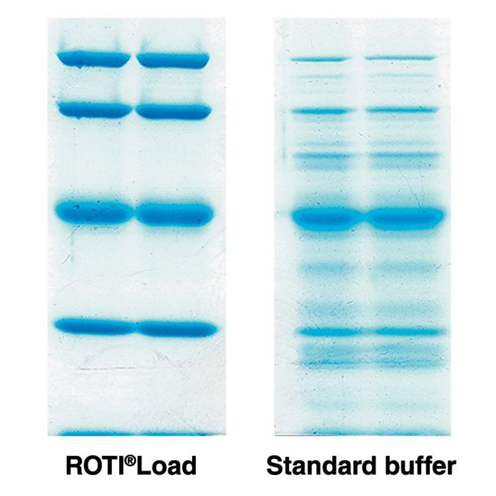 Gel Loading Buffers for Proteins