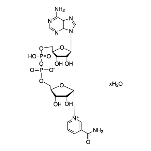N7004-5G, Merck