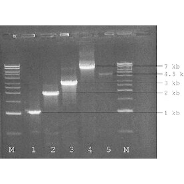 P4600-100RXN, Omnilab