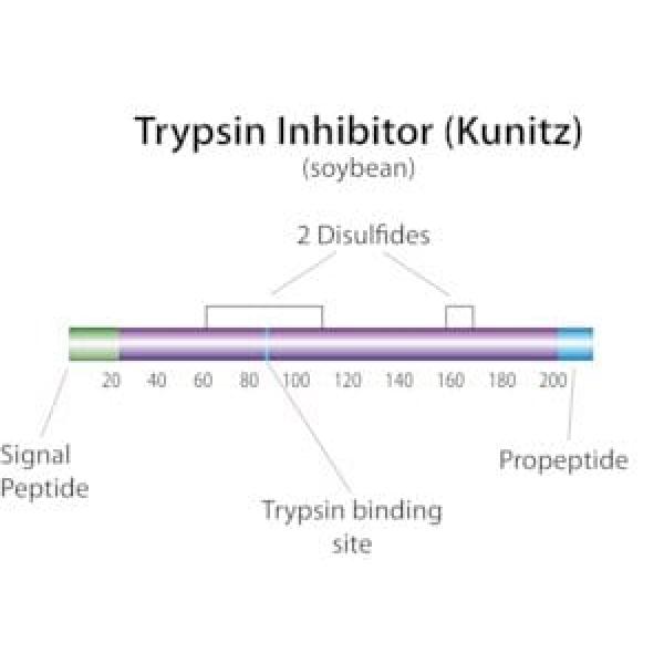 T6522-250MG, Omnilab