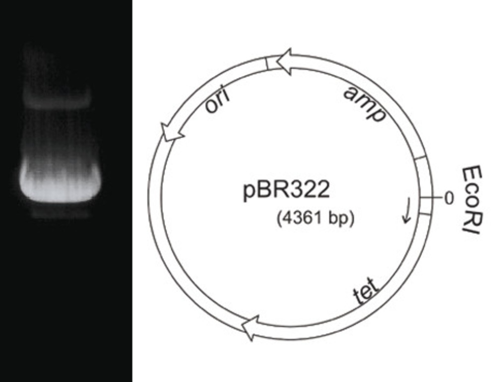 Plasmid DNA