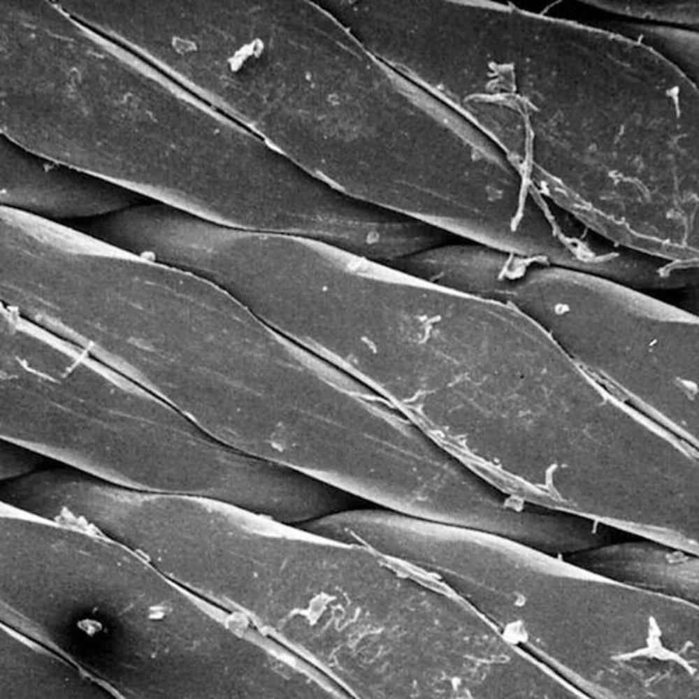 XC06.1, Merck Millipore